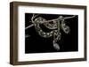 Daboia Lebetina Mauritanica (Moorish Viper)-Paul Starosta-Framed Photographic Print