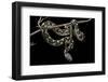 Daboia Lebetina Mauritanica (Moorish Viper)-Paul Starosta-Framed Photographic Print