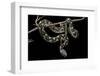 Daboia Lebetina Mauritanica (Moorish Viper)-Paul Starosta-Framed Photographic Print