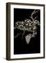 Daboia Lebetina Mauritanica (Moorish Viper)-Paul Starosta-Framed Photographic Print