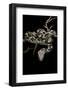 Daboia Lebetina Mauritanica (Moorish Viper)-Paul Starosta-Framed Photographic Print