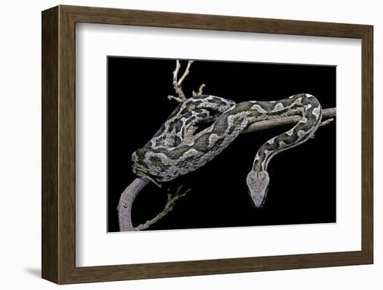 Daboia Lebetina Mauritanica (Moorish Viper)-Paul Starosta-Framed Photographic Print