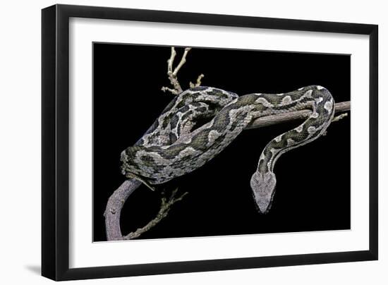 Daboia Lebetina Mauritanica (Moorish Viper)-Paul Starosta-Framed Photographic Print