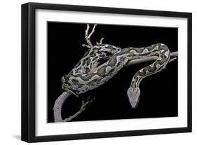 Daboia Lebetina Mauritanica (Moorish Viper)-Paul Starosta-Framed Photographic Print