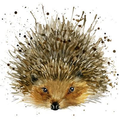 Hedgehog Illustration with Splash Watercolor Textured Background
