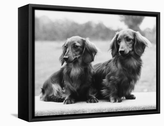 Dachshund 1975-null-Framed Stretched Canvas