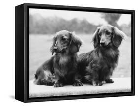 Dachshund 1975-null-Framed Stretched Canvas