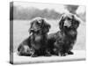 Dachshund 1975-null-Stretched Canvas