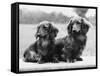 Dachshund 1975-null-Framed Stretched Canvas