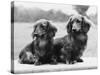 Dachshund 1975-null-Stretched Canvas