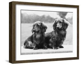 Dachshund 1975-null-Framed Photographic Print