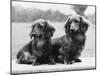 Dachshund 1975-null-Mounted Photographic Print