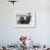 Dachshund 1975-null-Framed Photographic Print displayed on a wall