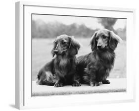 Dachshund 1975-null-Framed Photographic Print