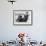 Dachshund 1975-null-Framed Photographic Print displayed on a wall