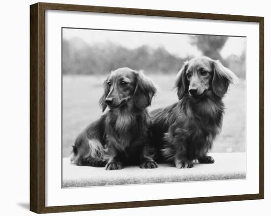 Dachshund 1975-null-Framed Photographic Print