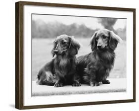 Dachshund 1975-null-Framed Photographic Print