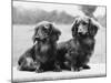 Dachshund 1975-null-Mounted Photographic Print