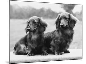 Dachshund 1975-null-Mounted Photographic Print