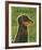 Dachshund (black and tan)-John W^ Golden-Framed Art Print