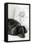 Dachshund Black and White-Karyn Millet-Framed Stretched Canvas
