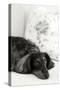 Dachshund Black and White-Karyn Millet-Stretched Canvas