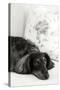 Dachshund Black and White-Karyn Millet-Stretched Canvas