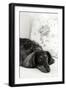Dachshund Black and White-Karyn Millet-Framed Photographic Print