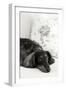 Dachshund Black and White-Karyn Millet-Framed Photographic Print