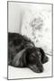 Dachshund Black and White-Karyn Millet-Mounted Photographic Print