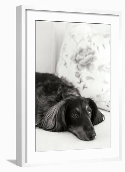 Dachshund Black and White-Karyn Millet-Framed Photographic Print