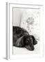 Dachshund Black and White-Karyn Millet-Framed Photographic Print