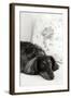 Dachshund Black and White-Karyn Millet-Framed Photographic Print