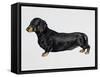 Dachshund (Canis Lupus), Canidae, Drawing-null-Framed Stretched Canvas