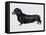 Dachshund (Canis Lupus), Canidae, Drawing-null-Framed Stretched Canvas