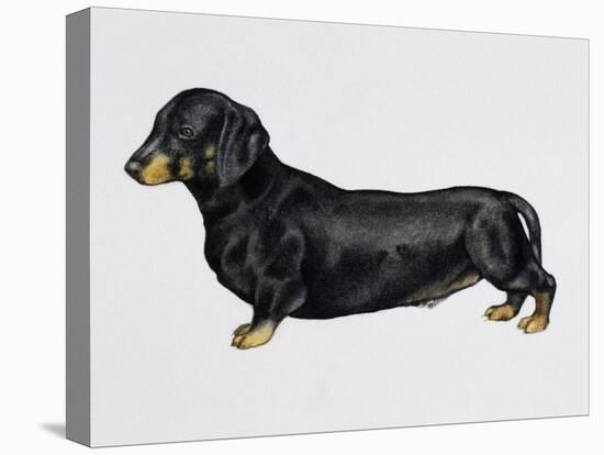 Dachshund (Canis Lupus), Canidae, Drawing-null-Stretched Canvas