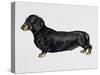Dachshund (Canis Lupus), Canidae, Drawing-null-Stretched Canvas