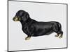 Dachshund (Canis Lupus), Canidae, Drawing-null-Mounted Giclee Print