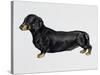 Dachshund (Canis Lupus), Canidae, Drawing-null-Stretched Canvas