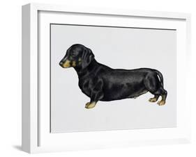 Dachshund (Canis Lupus), Canidae, Drawing-null-Framed Giclee Print