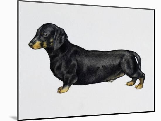 Dachshund (Canis Lupus), Canidae, Drawing-null-Mounted Giclee Print