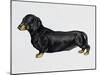 Dachshund (Canis Lupus), Canidae, Drawing-null-Mounted Giclee Print