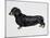 Dachshund (Canis Lupus), Canidae, Drawing-null-Mounted Giclee Print