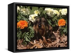 Dachshund Dog Amongst Flowers, USA-Lynn M. Stone-Framed Stretched Canvas