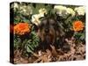 Dachshund Dog Amongst Flowers, USA-Lynn M. Stone-Stretched Canvas