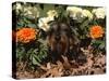 Dachshund Dog Amongst Flowers, USA-Lynn M. Stone-Stretched Canvas