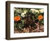 Dachshund Dog Amongst Flowers, USA-Lynn M. Stone-Framed Premium Photographic Print