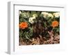 Dachshund Dog Amongst Flowers, USA-Lynn M. Stone-Framed Premium Photographic Print