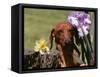 Dachshund Dog Amongst Flowers, USA-Lynn M. Stone-Framed Stretched Canvas