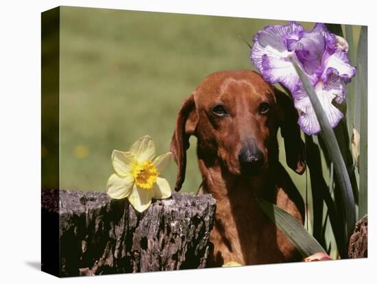 Dachshund Dog Amongst Flowers, USA-Lynn M. Stone-Stretched Canvas